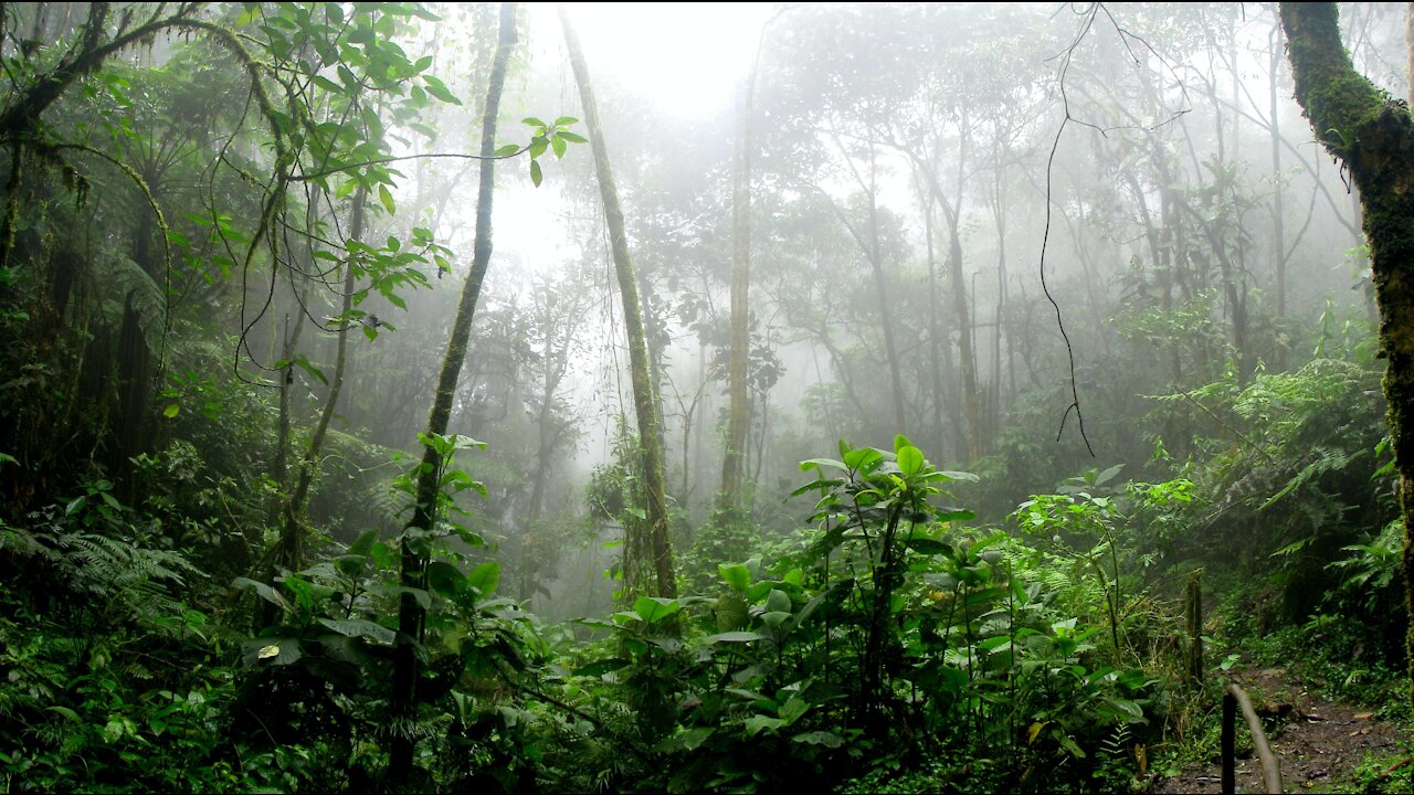 Epic Rain & Thunder | Amazon Rainforest Sounds For Deep Sleep | 3 Hours of Meditation