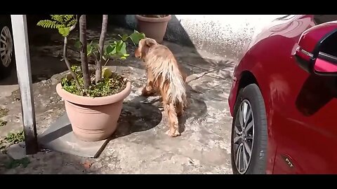 #dogshow , #animals , #dogs