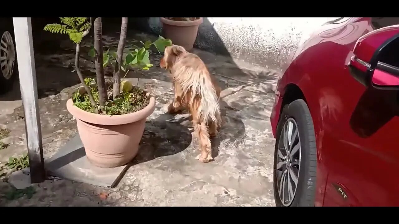 #dogshow , #animals , #dogs