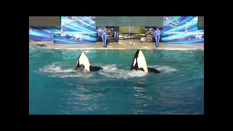 Orca show