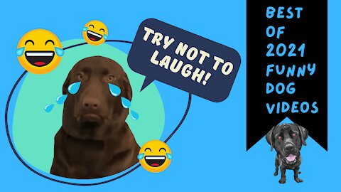 only funny dog can make you laugh so hard you cry!