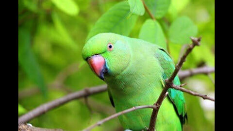 The Green parrot is priceless bird