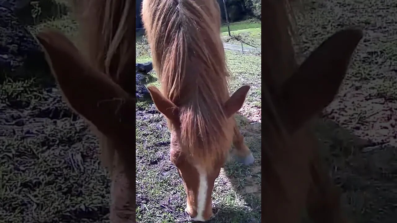 The secret lives of horses