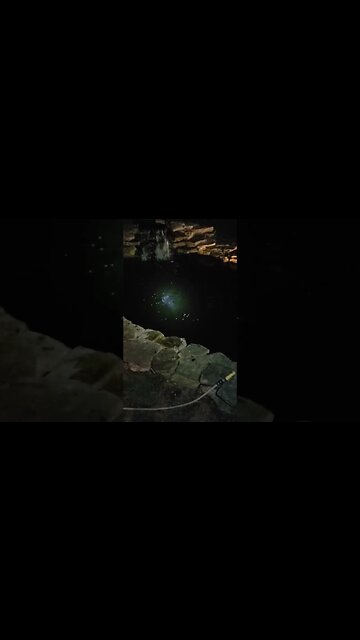 Catfish Instead Of Koi For My Pond #homesteading #catfish #backyardpond