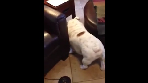 Is this English Bulldog the World's Laziest Dog?