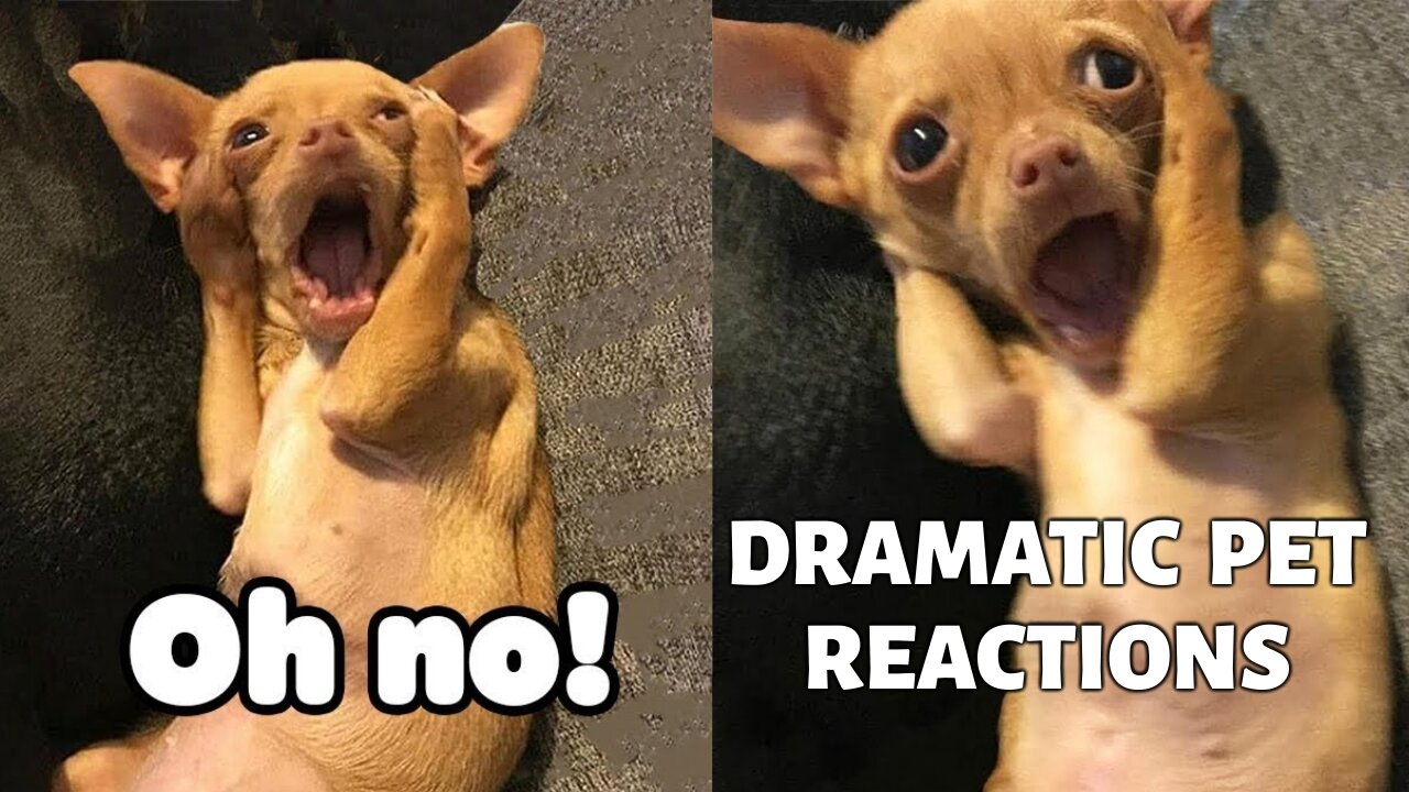 Funny Dramatic Pets Reaction - Fun to Watch Domestic Dogs And Cats Videos
