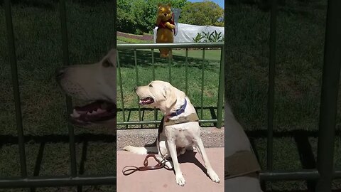 A Service Dog's Sweet Adventure with Winnie the Pooh #shorts