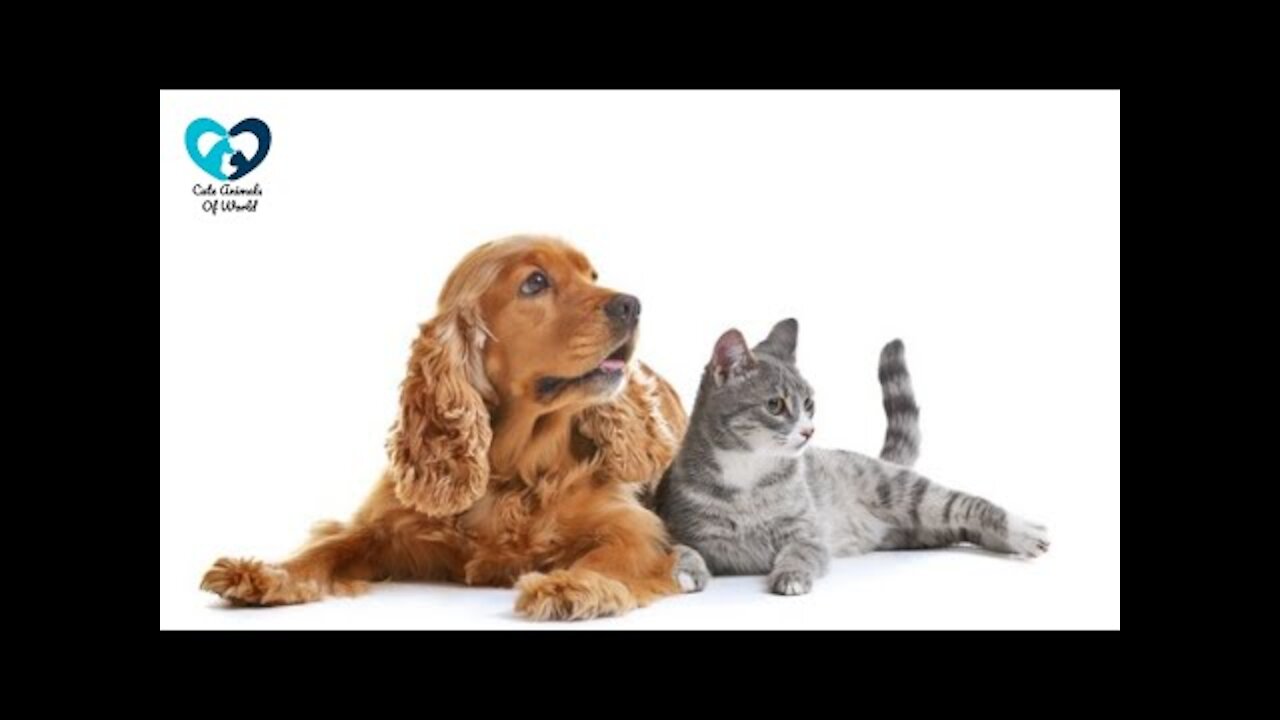 Cute And Funny Pets Try Not To Laugh To These Pets Compilation 50 @anupctg