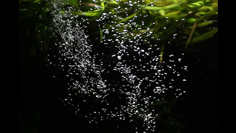 Carbon
