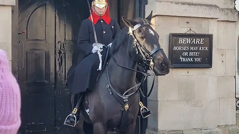 Get her off your shoulders tourist scares horse #thekingsguard