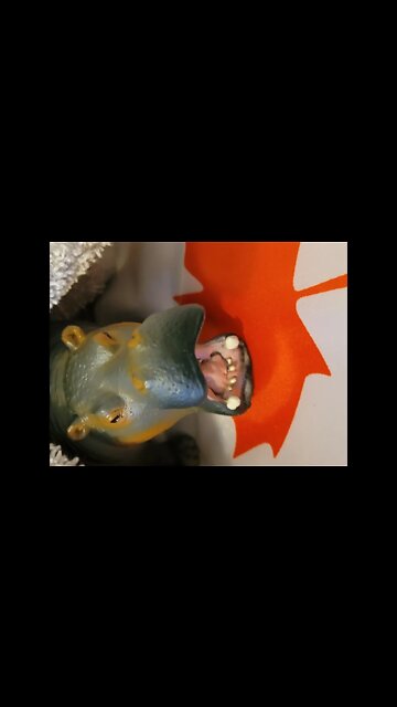 Canadian House Hippo building nest. #Canadianhousehippo #canadian