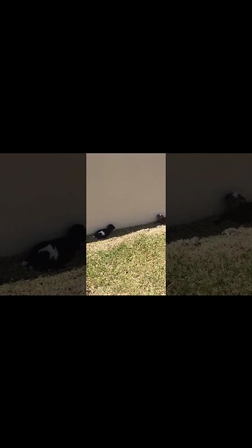 Funny Moments on the Animal Farm: Bloopers