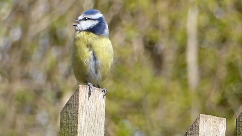 Blue Tit