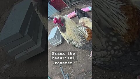 Frank the beautiful free range rooster