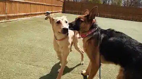 REACTIVE GERMAN SHEPHERD THROWN INTO A PACK OF DOGS! (CRAZY TURNOUT!)