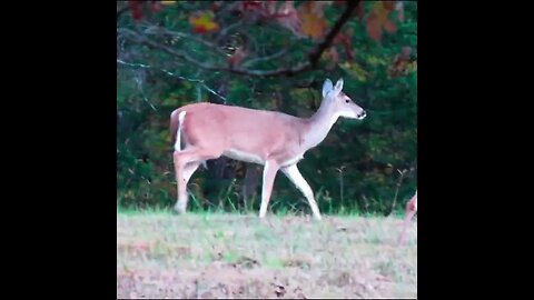 gerorgia deer