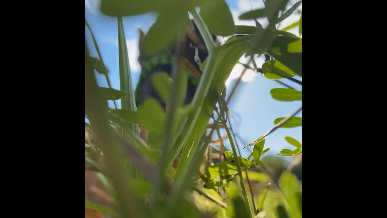 Goats and Grass