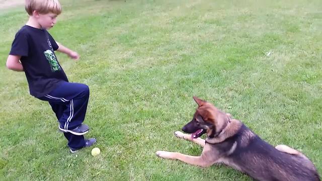 "Boy VS. Dog: Who hid the ball?"