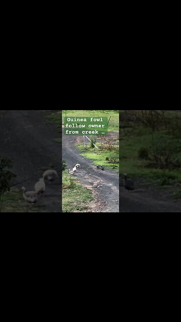Guinea fowl follow owner from creek … but don’t quite make it 😆😆 #freerange #guineafowl