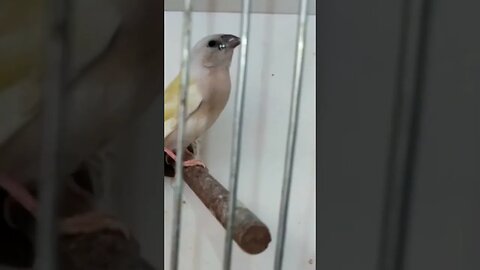 Gouldian for new shelter