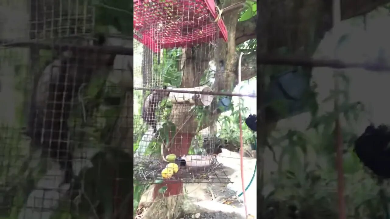 No the regular iguana