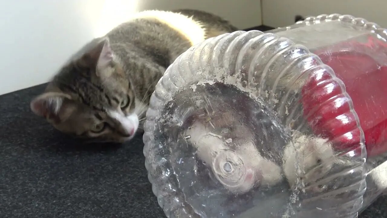 Small Cat Wants to Befriend a White Hamster