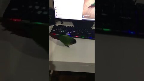 Birdie looking at my desk 👁️