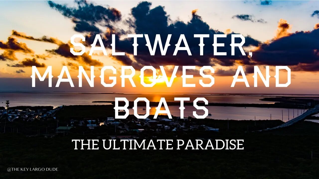 Saltwater Mangroves of Key Largo The Ultimate Paradise 4K