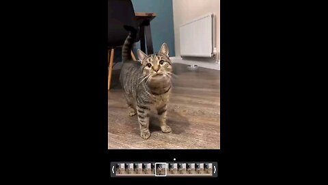 meow meow