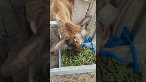 #goats #farm #shorts