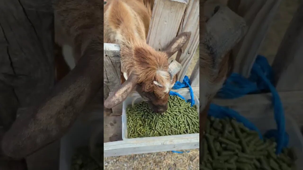 #goats #farm #shorts