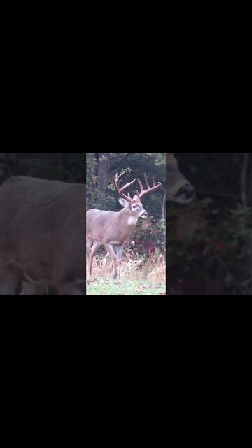 BIG Illinois buck puts on a show! #shortvideo