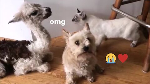 Baby alpaca meets dog and cat for the first time