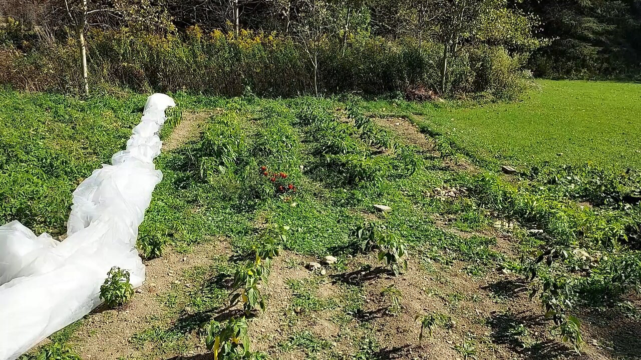 VC Garden - Early October Tomatoes & Peppers (10/11/23)