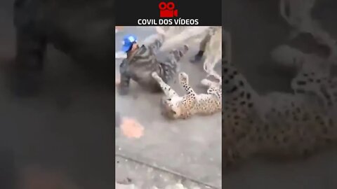 leopardo atacando as pessoas