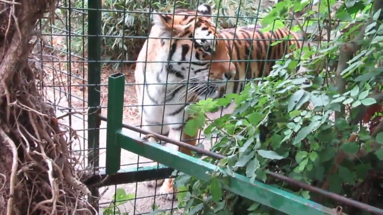 Tiger in zoo woman scared cool video