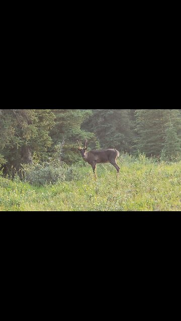 26 July Caribou running down the Alcan