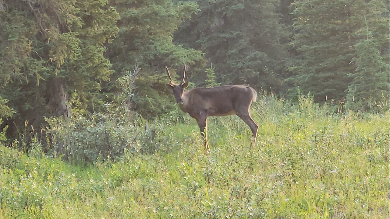 26 July Caribou running down the Alcan