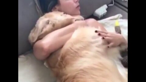 Cute Dogs getting a hug by their owners animals compilation sweet and lovely