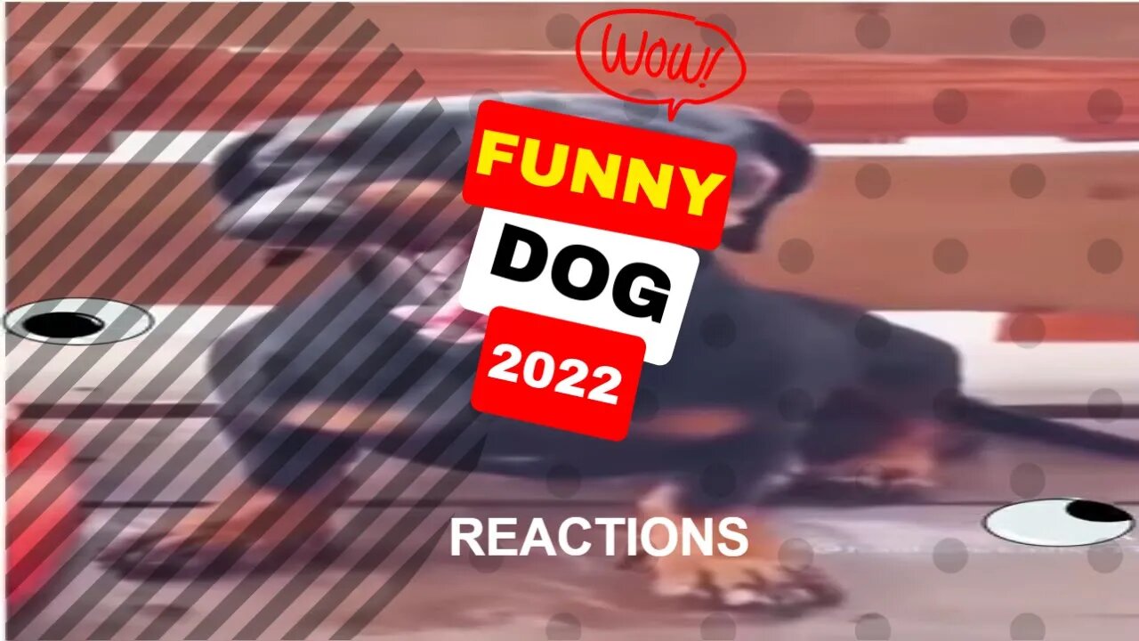 🤣Funny Dogs Reaction 2022 Video Clips #shorts