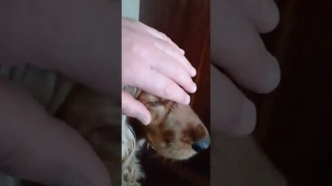 golden dog , shorts