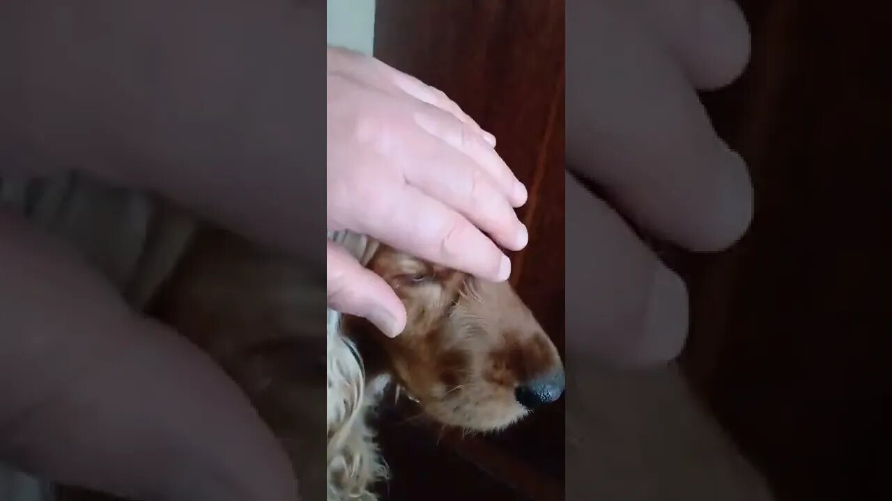 golden dog , shorts
