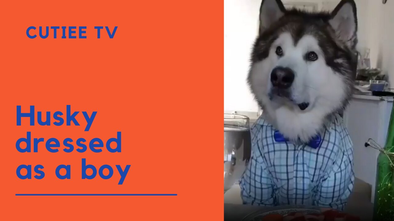 Husky dressed as a boy !