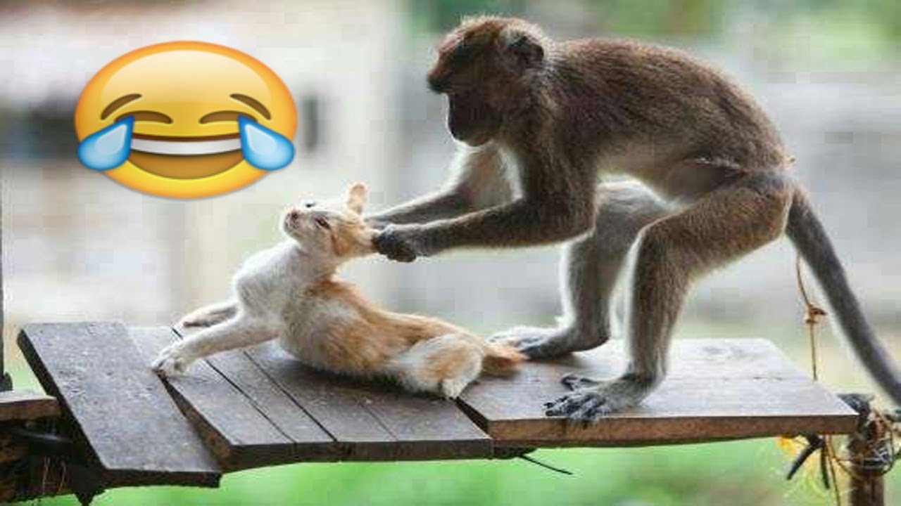 Funny monkey 🐵🐵🐵🤣😂