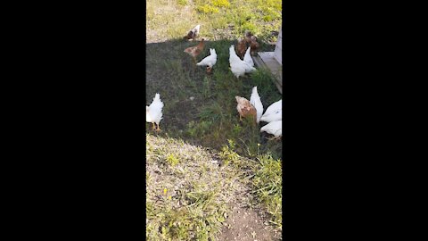 Took the chickens out side for a trial run.