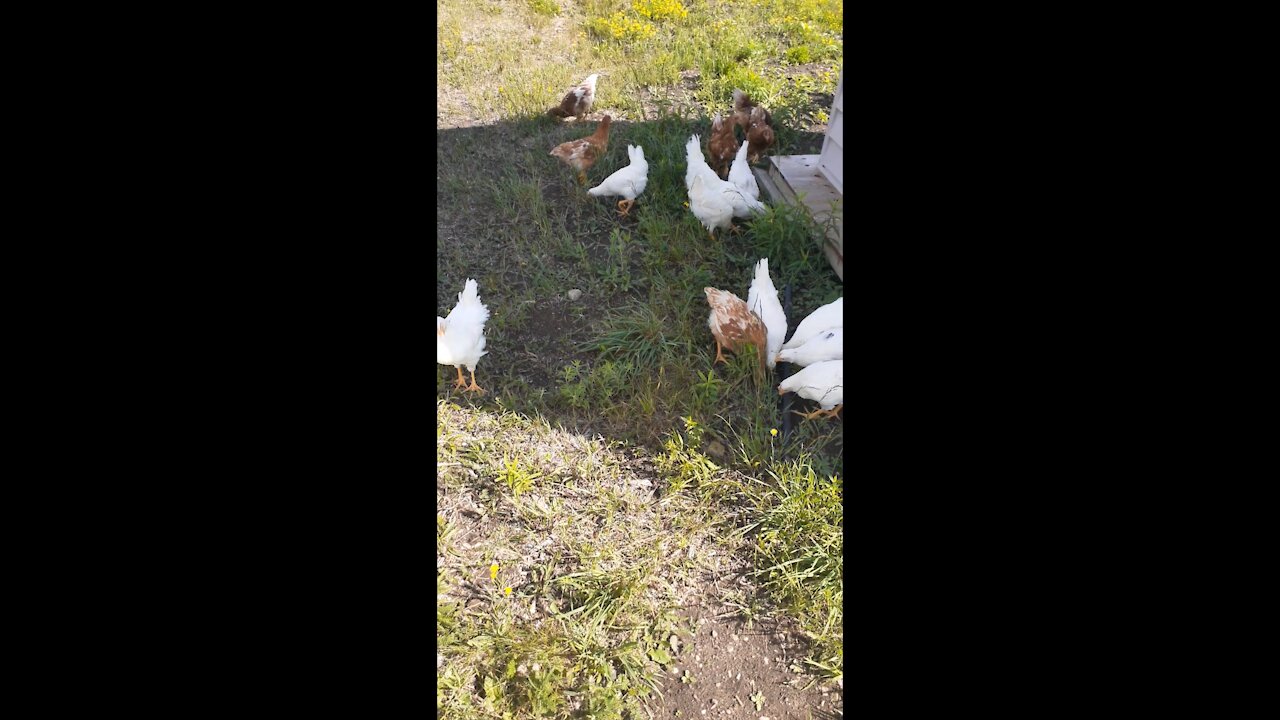 Took the chickens out side for a trial run.