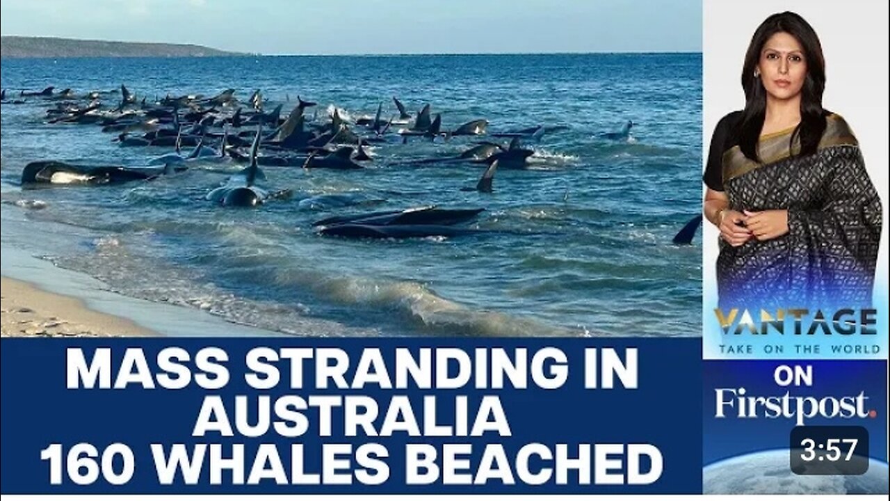 160 Whales Beach themselves on Western Australian coast | Watch