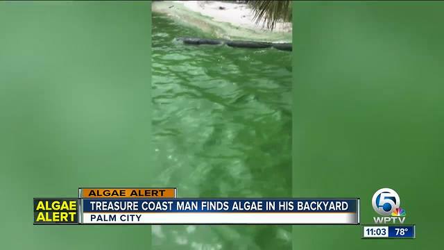 Palm City resident concerned about algae near home