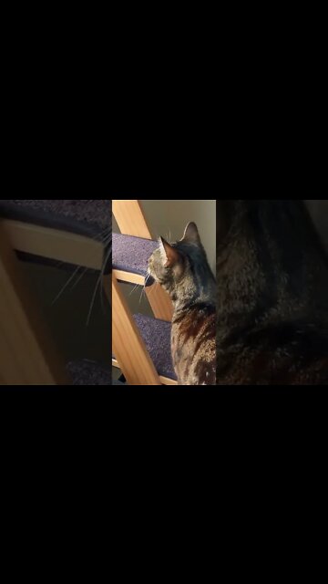 Another GENIUS reason to switch your cat to RAW #shorts