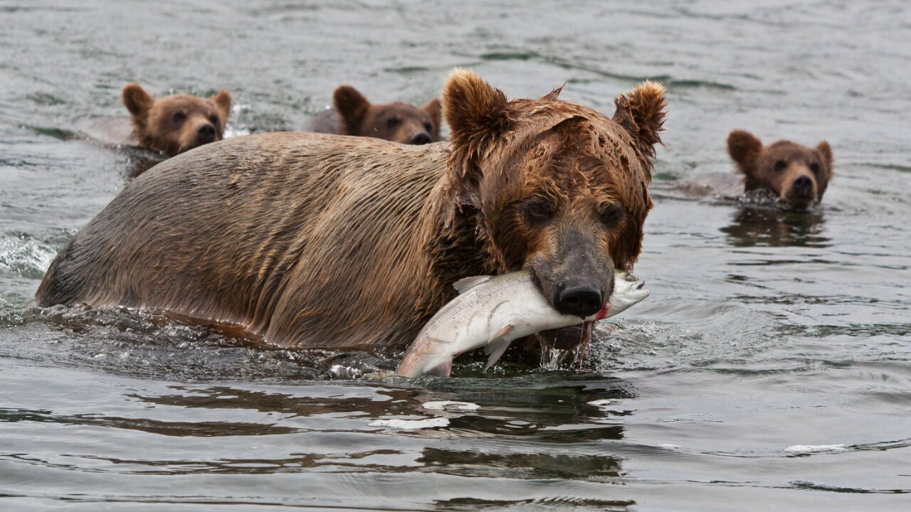 Bears are majestic creatures.